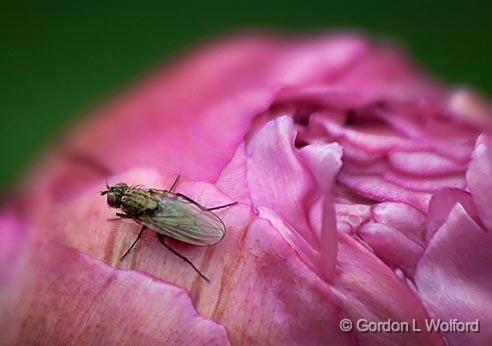 Fly On A Budding Peony_00500-1.jpg - Photographed near Carleton Place, Ontario, Canada.